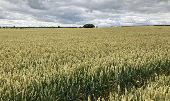 Wheat field and cloudy sky